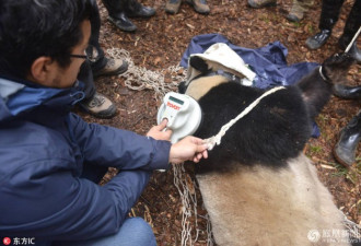 大熊猫野化放归五年后 刚见面就被抽一管血