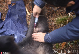 大熊猫野化放归五年后 刚见面就被抽一管血
