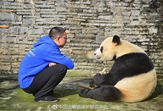 大熊猫“鹏鹏”走了，生前温馨照片令网友泪奔
