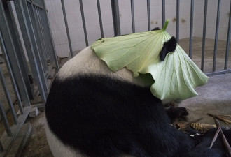 大熊猫“鹏鹏”走了，生前温馨照片令网友泪奔