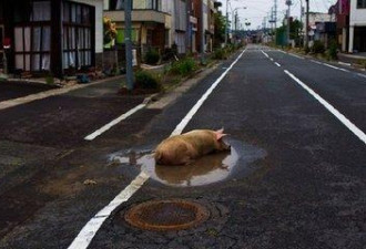 日本核泄漏后 被遗弃的动物生活现状