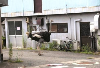 日本核泄漏后 被遗弃的动物生活现状
