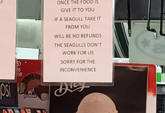 海鸥抢走我的食物，餐馆应不应该退款？
