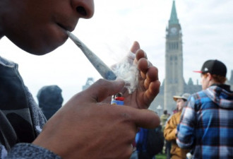 调查：加拿大的大麻黑市仍然猖獗
