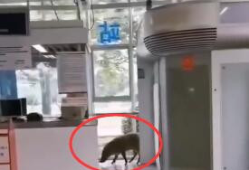 野猪误入南京地铁，南大学生：这猪有点眼熟啊