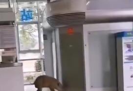 野猪误入南京地铁，南大学生：这猪有点眼熟啊