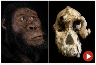 380万年前人类最古老直系祖先长相复原 长这样