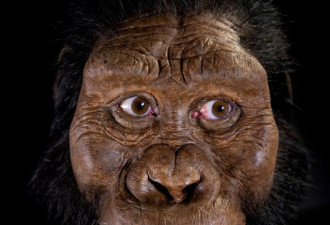 380万年前人类最古老直系祖先长相复原 长这样