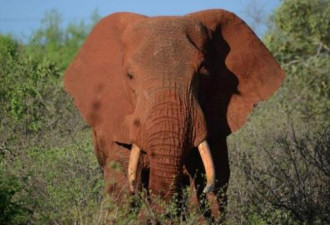 中国象牙禁令生效 保护非洲大象关键一步