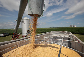 美国农民：没美国 中国将无法满足大豆需求
