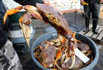 大温路边惊现上千只大螃蟹 华人吃货：放那别动