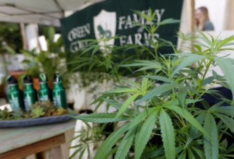美国宣布全国大麻非法 种植商或蜂拥进入加拿大