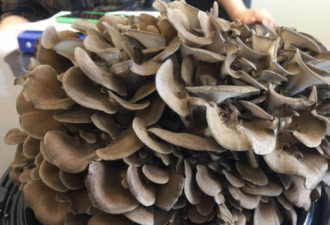 富有魅力的舞茸蘑菇在北美市场前景诱人
