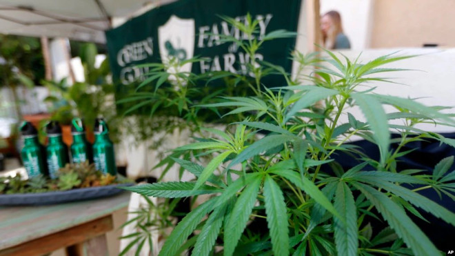 加州长滩举行的“大麻州”业界会议上展出的一家名为“绿色山羊”农场种植的大麻。（2017年9月28日）