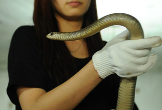女子在家养7千条蛇 上演美女与蛇的故事