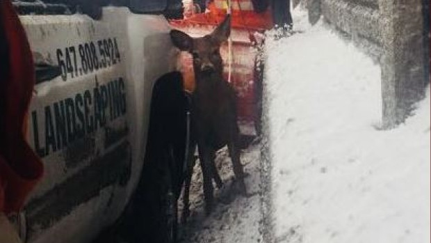 A deer trying to cross Highway 401 at Avenue Road was safely caught by police and motorists on Friday and has already been released into the wild.