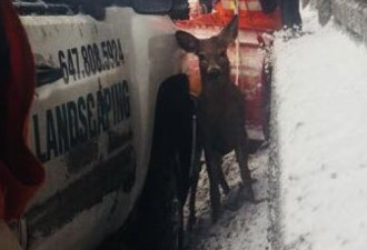 小驯鹿跑到401高速公路闲逛 被警方救下