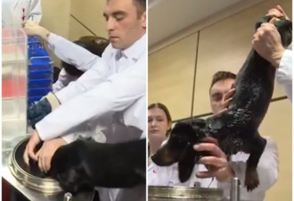 震惊！俄竟研发出水中呼吸术 现场狗实验