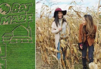 多伦多旁农场"玉米地迷宫" 还能采摘苹果乘马车
