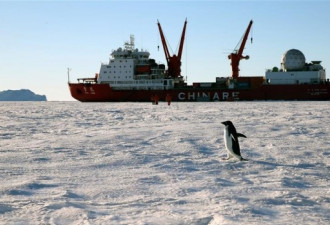 南极的可爱生灵:浮冰上的企鹅与嬉戏的座头鲸