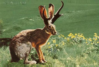 这种病毒让兔子长出鹿角，还致人患上致命癌症
