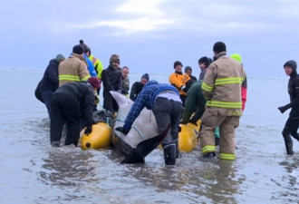 寒冬心热：新省上百人参与抢救搁浅鲸鱼