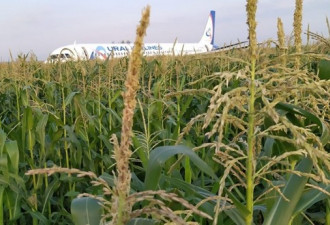 发动机撞鸟，俄罗斯客机迫降玉米地 23人送医