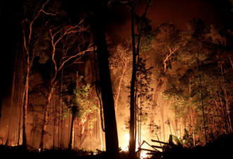 焚烧禁令无效 亚马逊雨林48小时爆2000起火灾