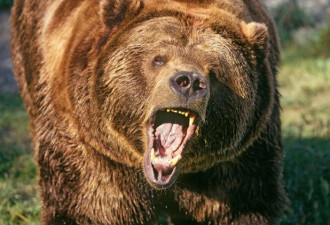 游客在加拿大景区被巨熊拖走 凌虐致死