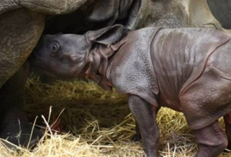 进入 2018，多伦多动物园新添一头小犀牛