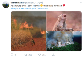 亚马孙雨林火灾肆虐,母猴仰头痛哭照片走红