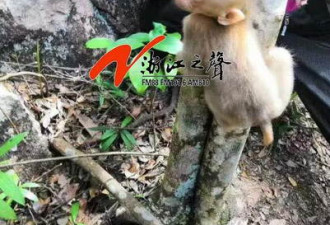 藏酋猴手臂卡树枝，登山队员偶遇后救下