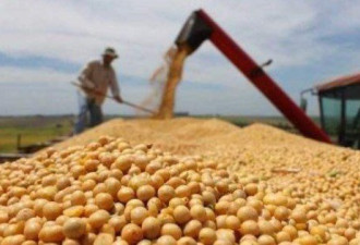 中国允买美大豆 美国：仅购入当时承诺的一半