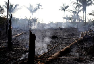 亚马逊大火：雨林不会被烧光，但会因火而死