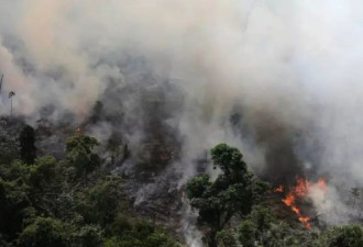 亚马逊大火：雨林不会被烧光，但会因火而死