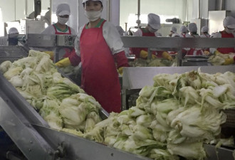 探秘朝鲜泡菜厂 意想不到的自动化高科技