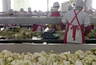 探秘朝鲜泡菜厂 意想不到的自动化高科技