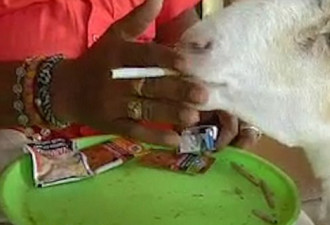 印度一绵羊尼古丁上瘾 每顿要吃烟草