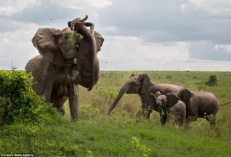中国导游泰国被大象踩死：象园赔30万