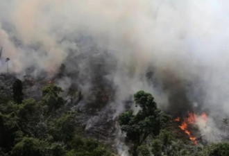 慎入：亚马逊雨林悲歌 地球的肺在燃烧