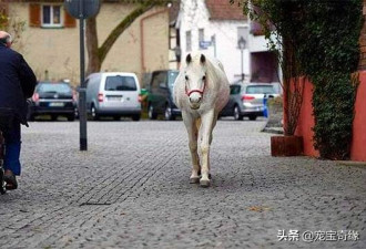 德国白马独自在市区散步14年，当地居民早习惯