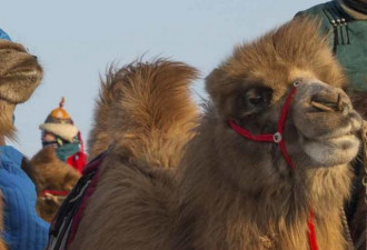 计划训练骆驼   在中印边界巡逻