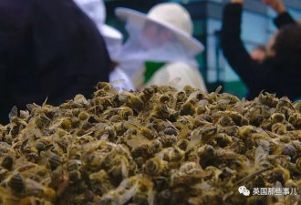 巴西5亿多只蜜蜂死亡 可能引发严重后果