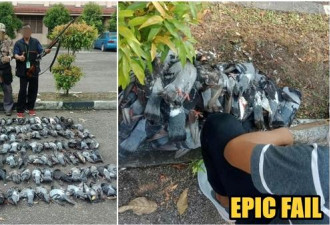 大乌龙…马来西亚官方灭乌鸦 结果杀了一堆鸽子