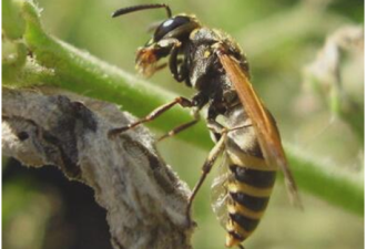 世界上最危险的蜜蜂，已经螫死了1000多人
