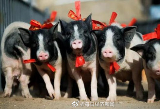 建生猪养殖场最高补助500万 网友：组团养猪去