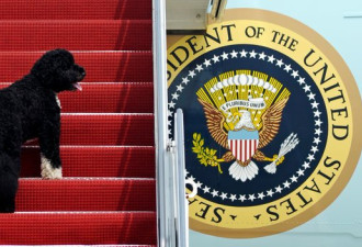 川普总统，你知道狗是什么吗？