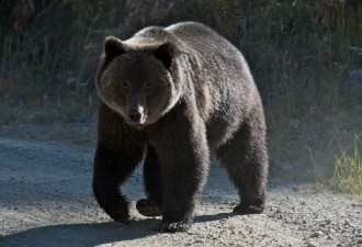 班芙公园游客追着黑熊拍照 遭黑熊反杀
