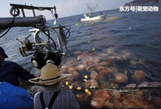 日本海域发现大批透明尸体，真相惊人