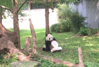 贸易战波及大熊猫，旅美熊猫或将返回中国？